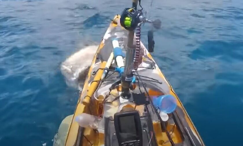 Χαβάη: Καρχαρίας τίγρης επιτέθηκε σε ψαρά - Συγκλονιστικό βίντεο