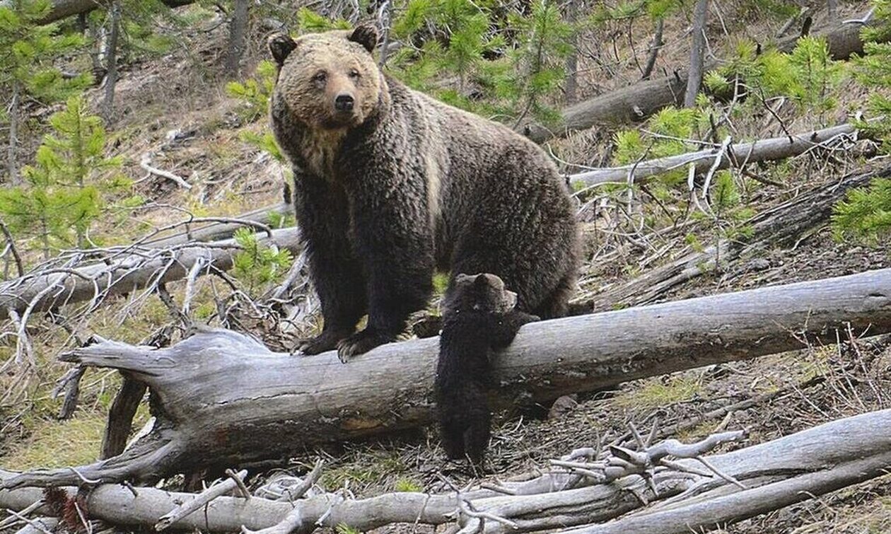 Σιάτιστα Κοζάνης: Αυτοκίνητο παρέσυρε και σκότωσε αρκούδα