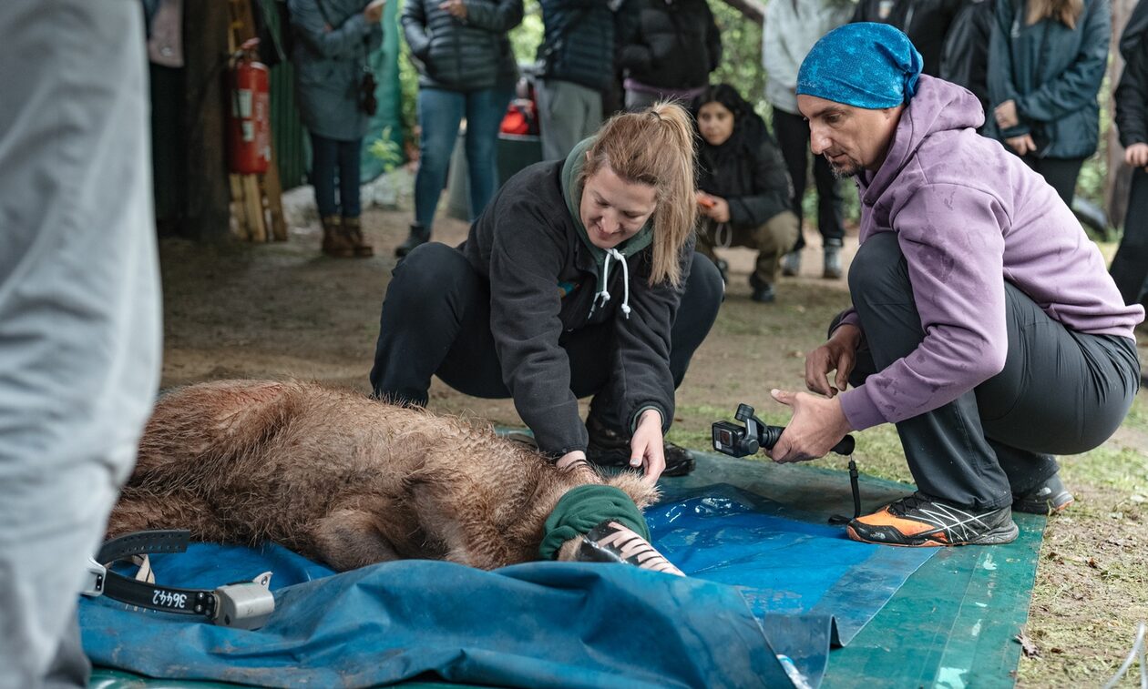 Ο «Θωμάς», το ορφανό αρκουδάκι που σώθηκε από τον «Αρκτούρο», επέστρεψε στη φύση