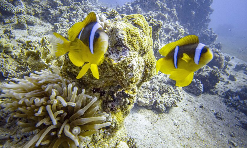 Ερυθρά Θάλασσα: Επιδημία σκοτώνει τους αχινούς βάζοντας σε κίνδυνο τα κοράλλια