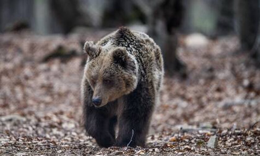 Θεσσαλονίκη: Ζευγάρι έκανε πεζοπορία «παρέα» με την αρκούδα - «Δεν θέλω να το ξαναζήσω αυτό»