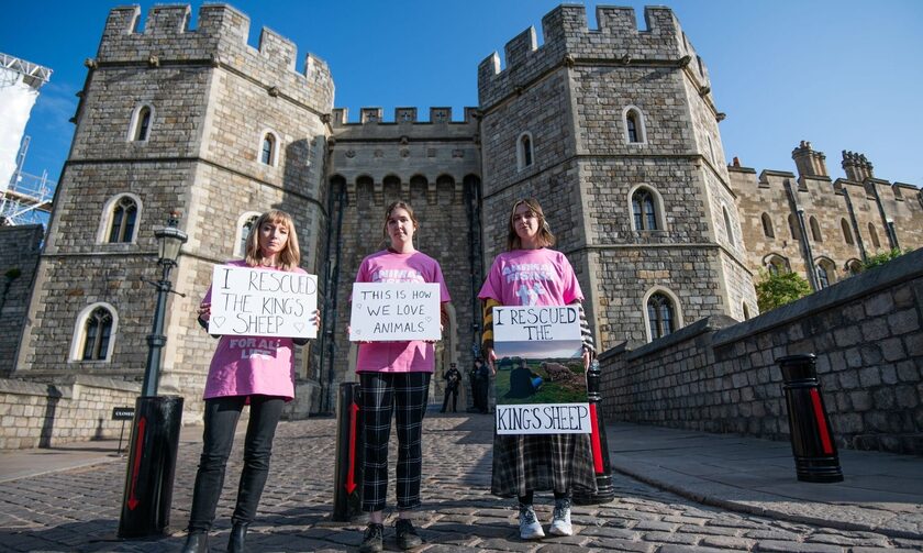 Βρετανία: Ακτιβίστριες έκλεψαν τρία αρνιά από κτήμα του βασιλιά Καρόλου