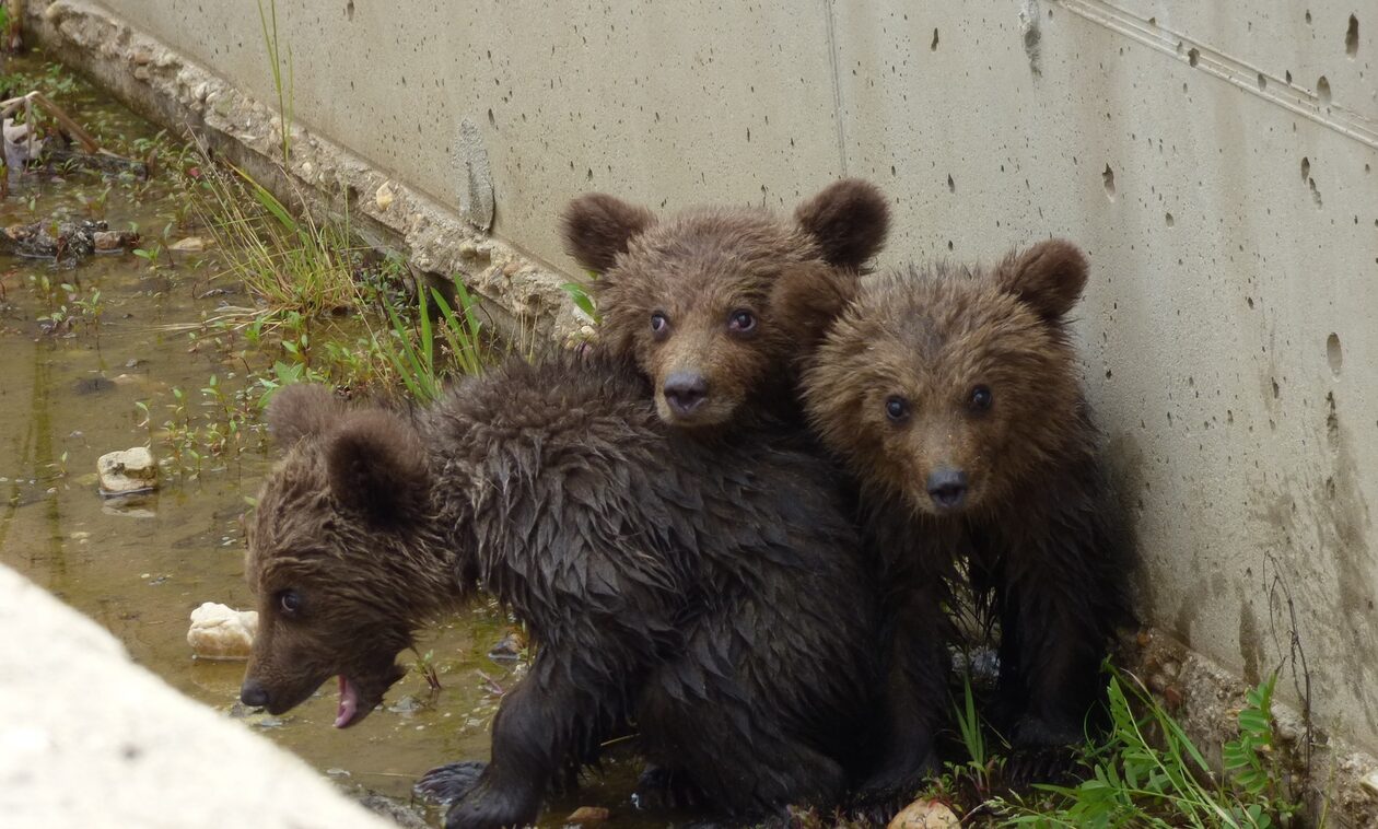Φλώρινα: Σώθηκαν τα τρία μικρά αρκουδάκια που εγκλωβίστηκαν στο φράγμα - Δείτε εικόνες