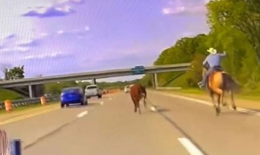 Μίσιγκαν: Η αστυνομία επιστράτευσε καουμπόη να πιάσει αγελάδα που έτρεχε σε αυτοκινητόδρομο