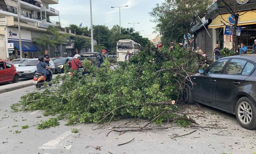 Λάρισα: Έπεσε δέντρο στην Ηρώων Πολυτεχνείου – Από θαύμα δεν υπήρξε τραυματισμός