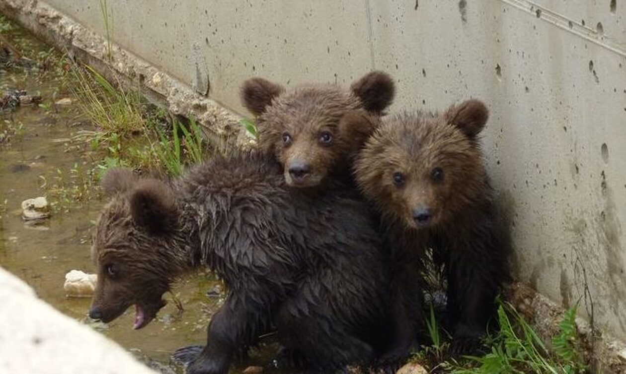 Φλώρινα: Η στιγμή που τρία μικρά αρκουδάκια απεγκλωβίστηκαν από φράγμα