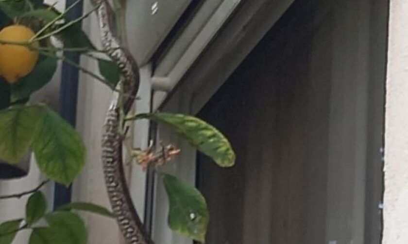 Μεσολόγγι: Φίδι σκαρφάλωσε σε παράθυρο σπιτιού την ώρα που έτρωγε οικογένεια