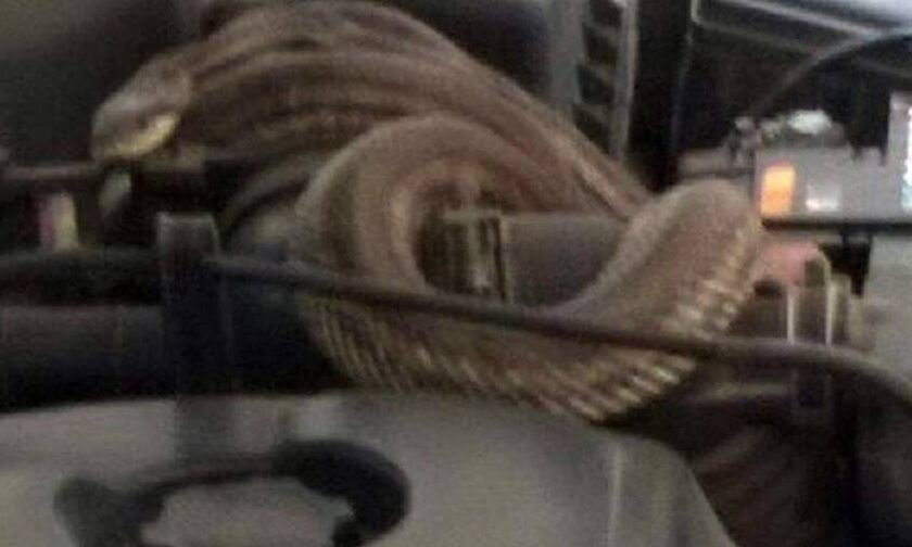 Θεσσαλoνίκη: Άνοιξε το καπό του αυτοκινήτου του και βρήκε φίδι τυλιγμένο στη μηχανή