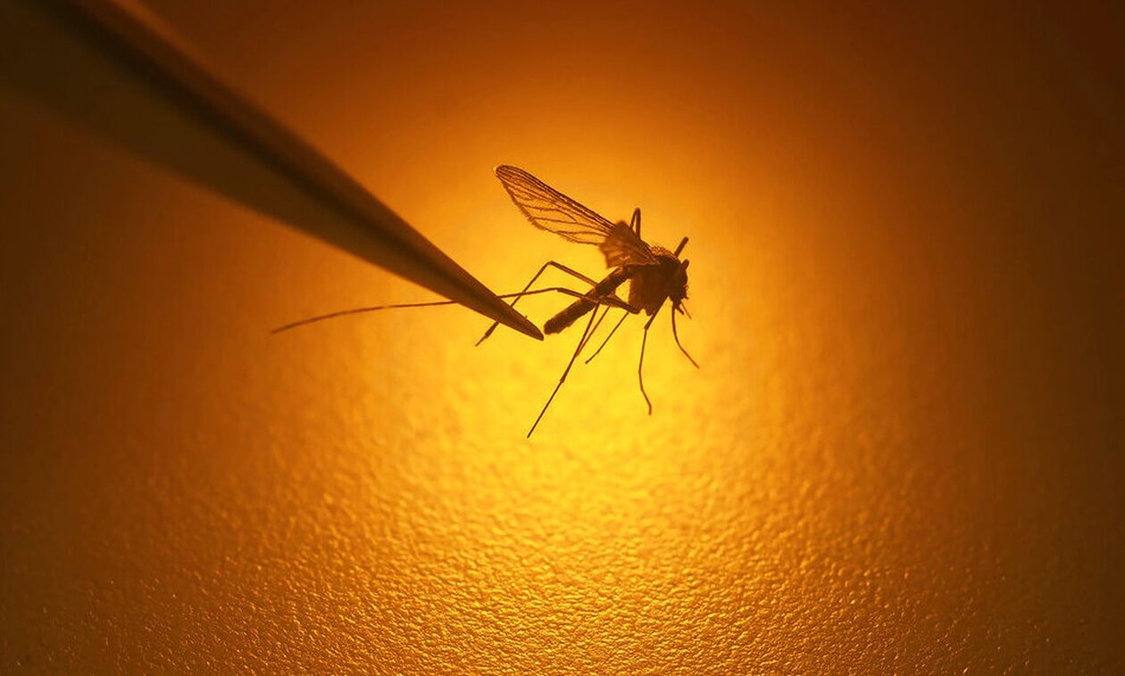 Ιός Δυτικού Νείλου: Ξεκινά η περίοδος κυκλοφορίας των κουνουπιών - Μέτρα προφύλαξης από τον ΕΟΔΥ