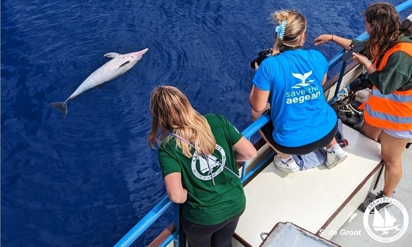 Ακόμα δύο νεκρά δελφίνια στο Αιγαίο - «Οι θανατώσεις προκλήθηκαν από τουρκικά αλιευτικά»