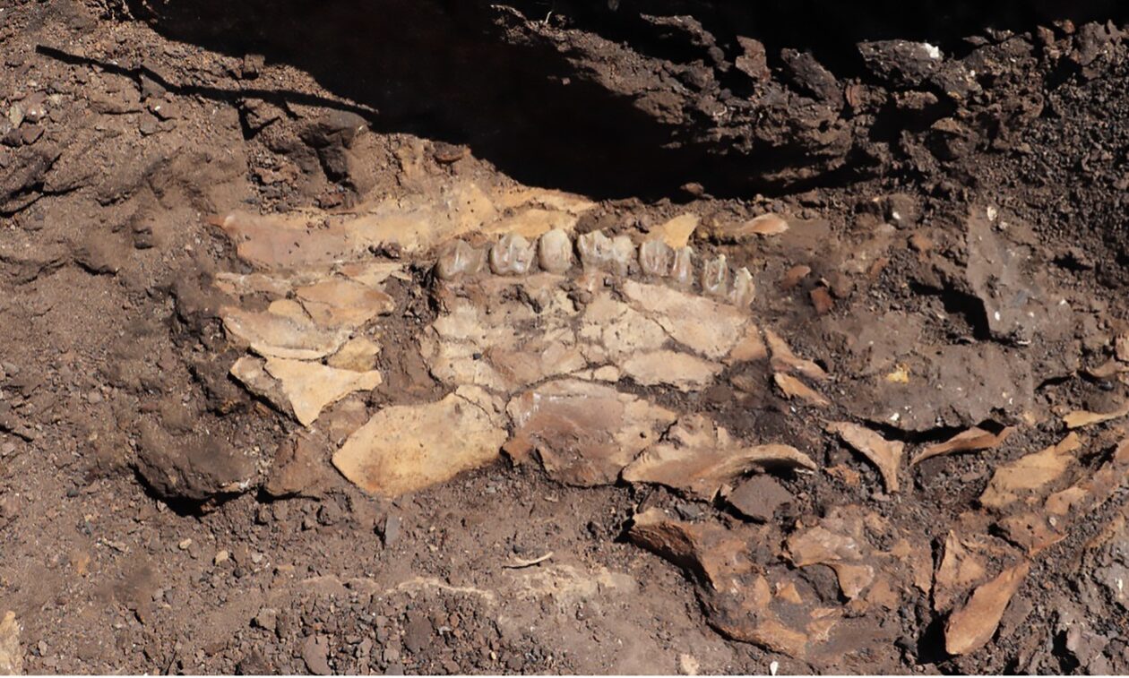 Μεγαλόπολη: Εντυπωσιακές εικόνες από τις νέες παλαιολιθικές θέσεις που βρέθηκαν