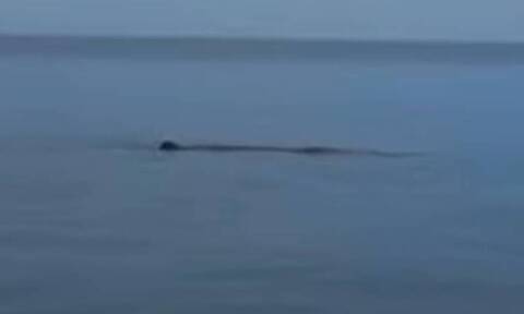 Τουρκία: Φάλαινα μήκους 10 μέτρων συνόδευε τουριστικό σκάφος στη Μαρμαρίδα