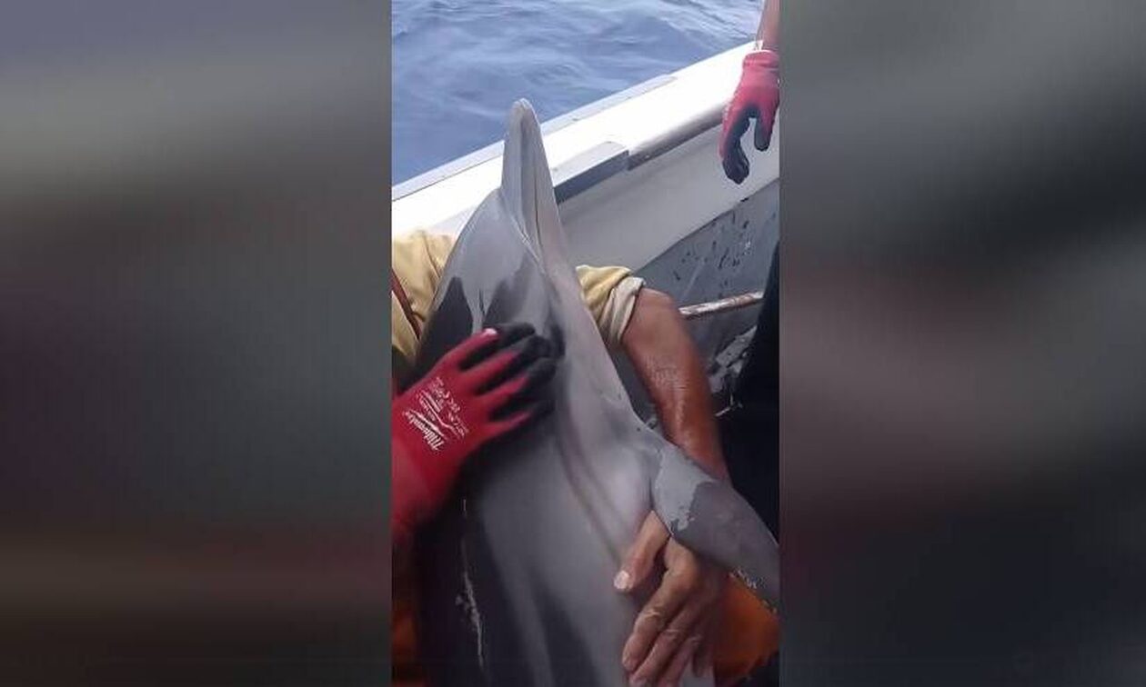 Κάλυμνος: Συγκινητικό βίντεο από τη διάσωση δελφινιού