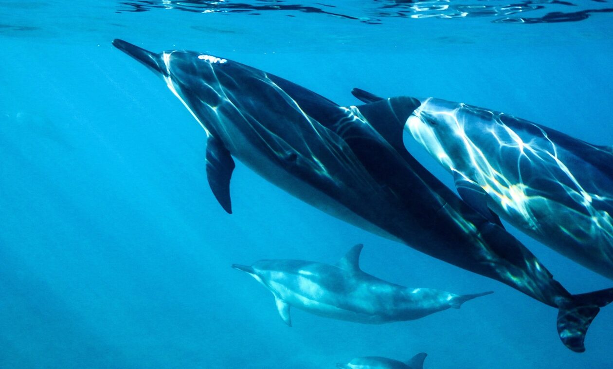Έντονη ανησυχία για τα νεκρά δελφίνια στο Αιγαίο - Οι ευθύνες και ο ρόλος της Τουρκίας