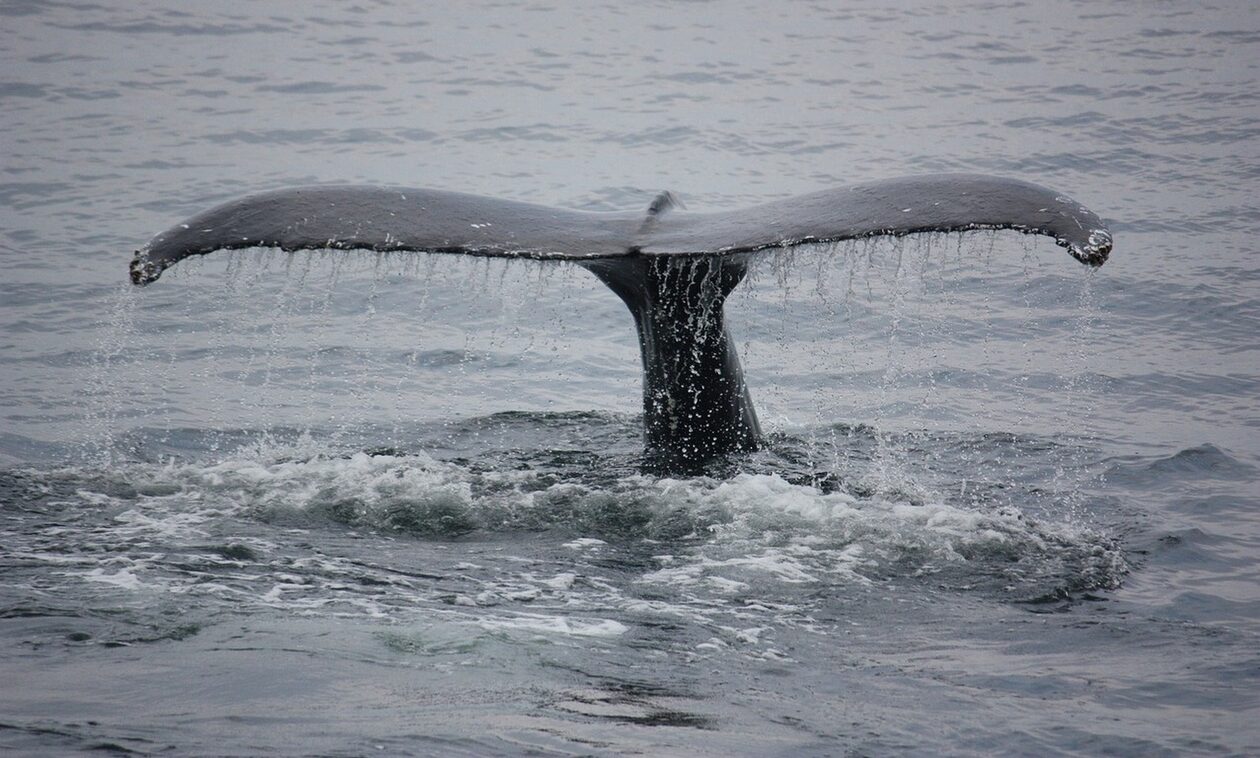 Ζευγάρι έκανε sup όταν εμφανίστηκε δίπλα τους μία τεράστια φάλαινα