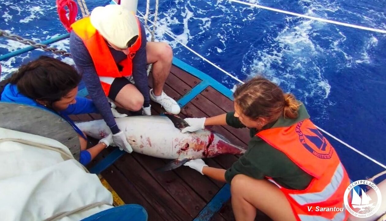 Εντοπίστηκαν δύο νεκρά δελφίνια στο ΒΑ Αιγαίο - Τα σκοτώνουν τα μεγάλα αλιευτικά σκάφη (εικόνες)