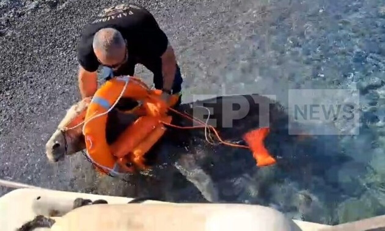 Κάρπαθος: Διάσωση δια θαλάσσης για δύο γαϊδουράκια - Ειδική επιχείρηση από την πυροσβεστική