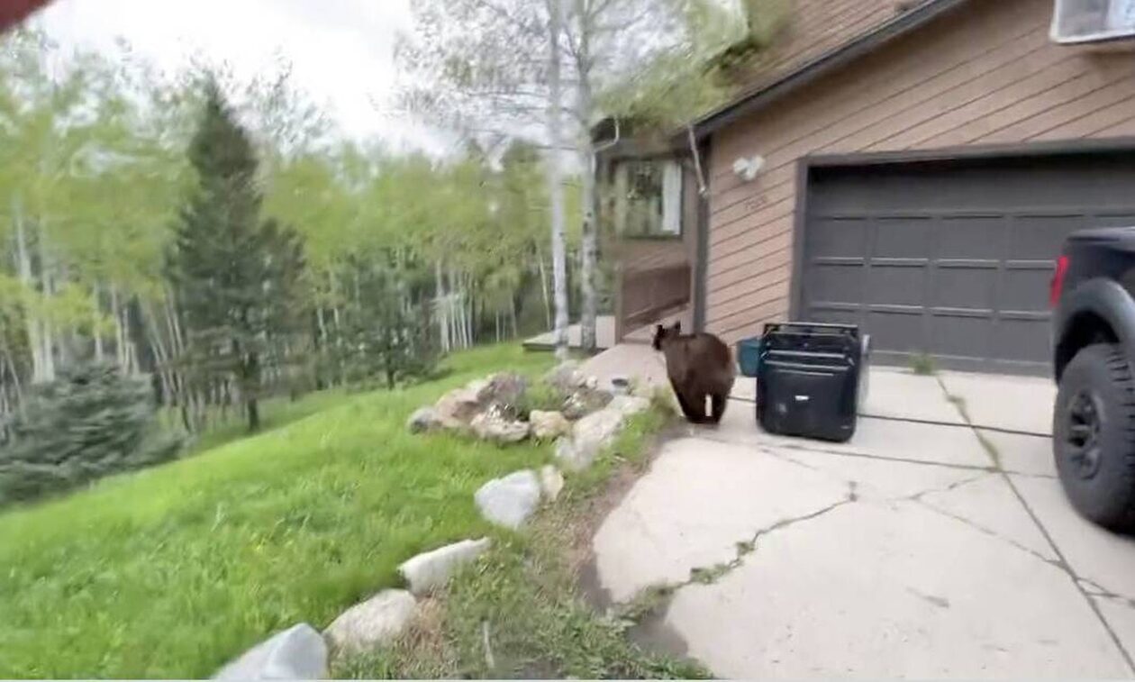 ΗΠΑ: Αρκούδα άνοιξε αυτοκίνητο για να φάει φαγητό σκύλου και εγκλωβίστηκε (vid)