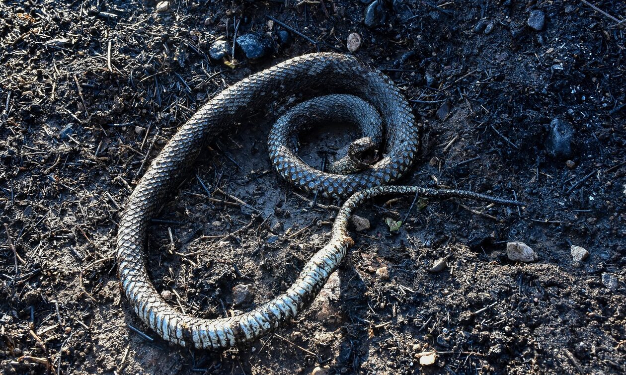 Τρίκαλα: Φίδι σκόρπισε τον πανικό στο κέντρο της πόλης - Κινδύνευσε παιδί