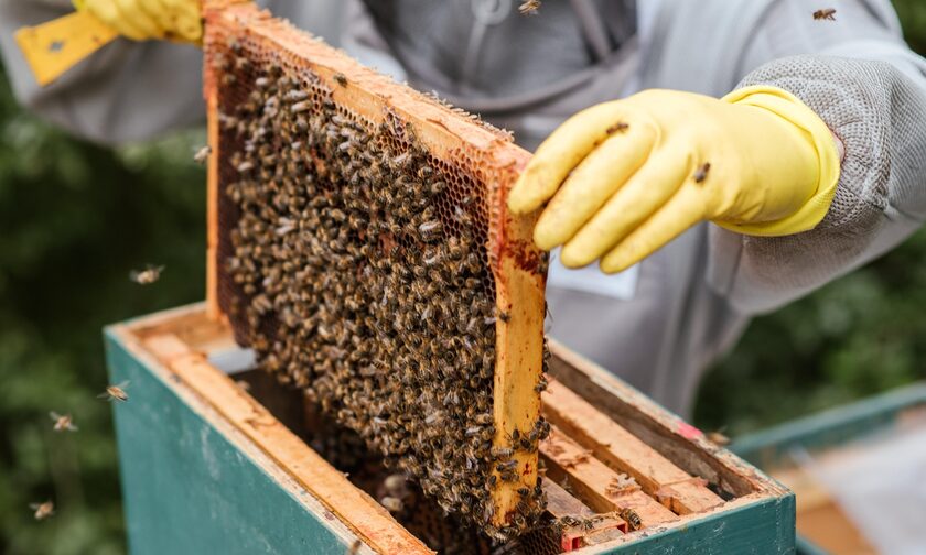 Χανιά: Μέλισσες «γάζωσαν» 35χρονο