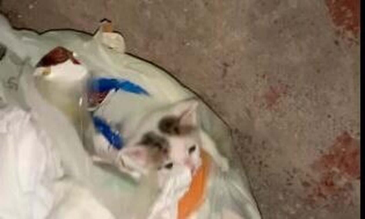 Ιτέα: Αδίστακτος ιδιοκτήτης έβαλε το γατάκι του σε σακούλα σκουπιδιών και το πέταξε