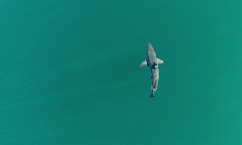Tρομακτική επίθεση απο καρχαρία