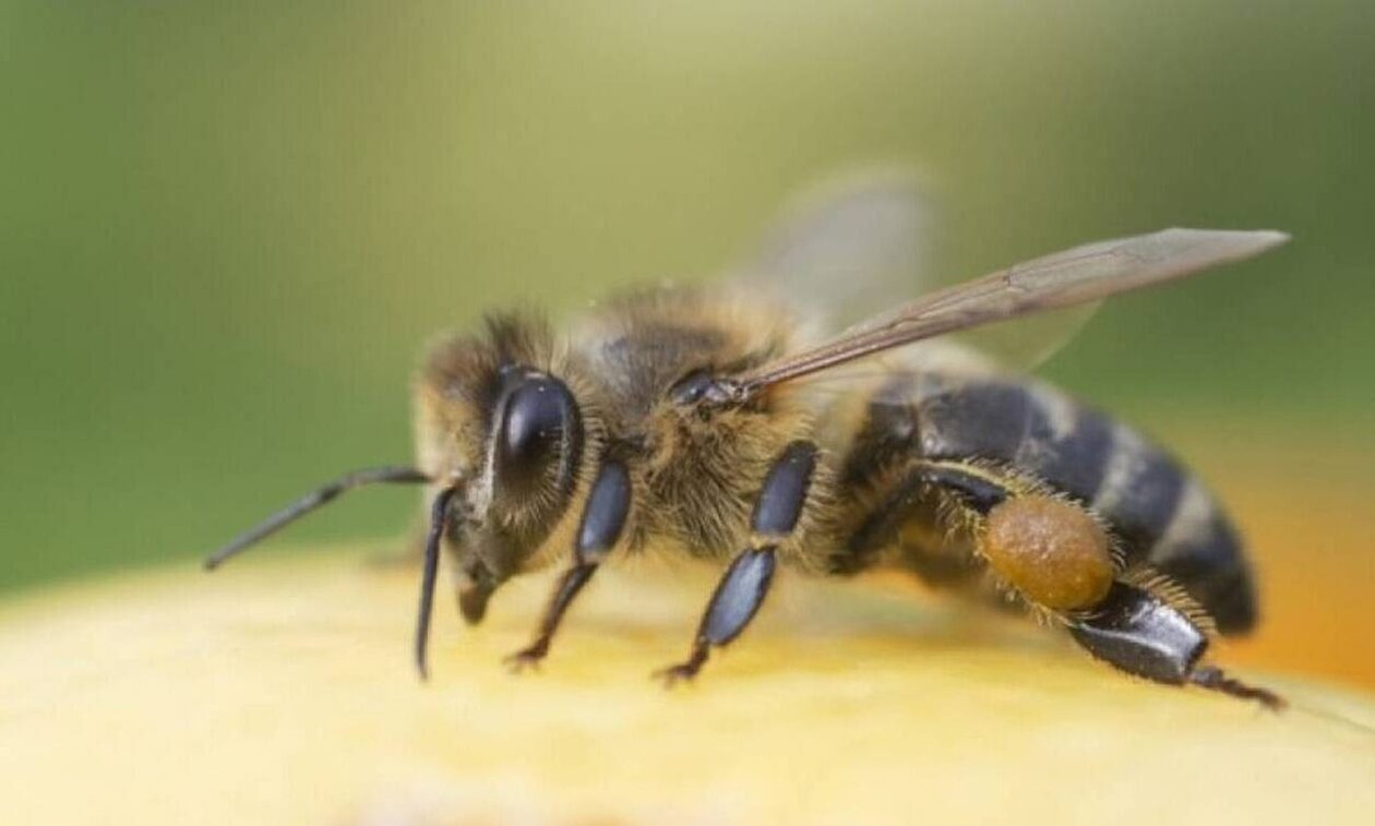 Χανιά: Σμήνη μελισσών έστειλαν στο νοσοκομείο δύο άτομα