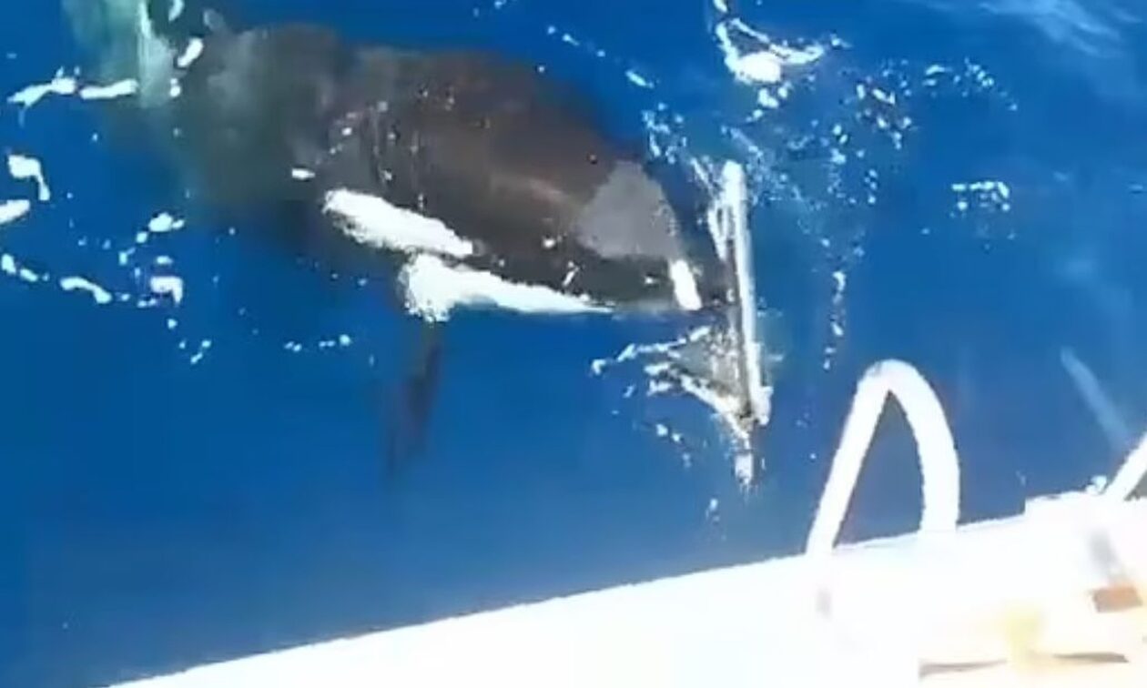 Γιβραλτάρ: Φάλαινα δολοφόνος σκίζει το πηδάλιο του γιοτ με τα δόντια της - Δείτε το βίντεο