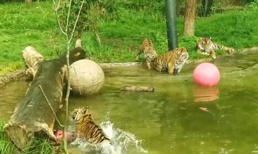 Ζωολογικός Κήπος Λονδίνου: Νεαρές τίγρεις μαθαίνουν να κολυμπούν για πρώτη φορά – Βίντεο