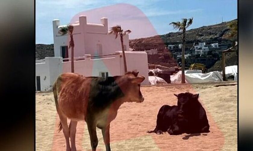 Μύκονος: Οι κατεδαφίσεις έφεραν κόσμο στην παραλία... μέχρι και αγελάδες