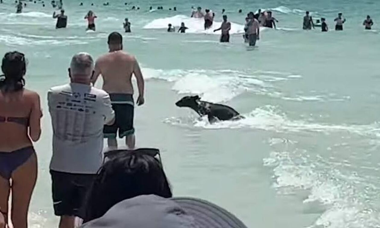 Φλόριντα: Άφωνοι λουόμενοι σε παραλία - Αρκούδα βγήκε από τη θάλασσα