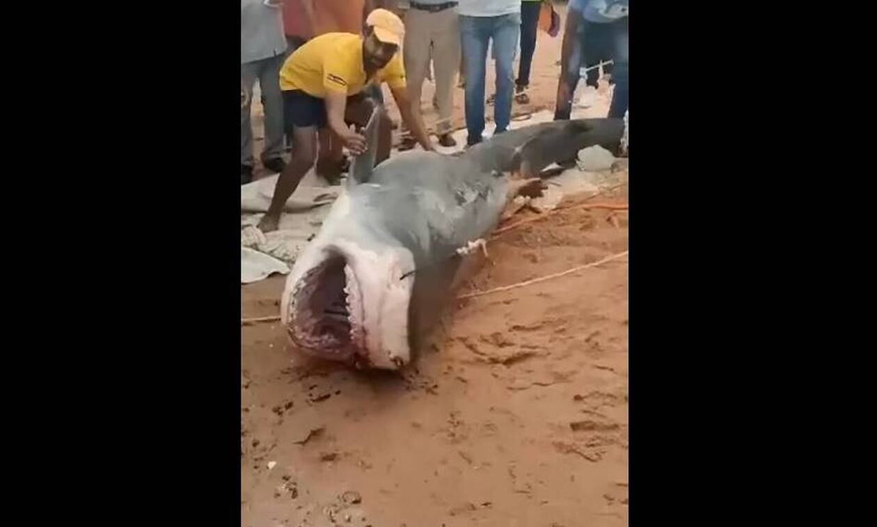 Αίγυπτος: Στην κοιλιά του καρχαρία που τον κατασπάραξε βρέθηκαν τα μέλη του σώματος ενός 23χρονου