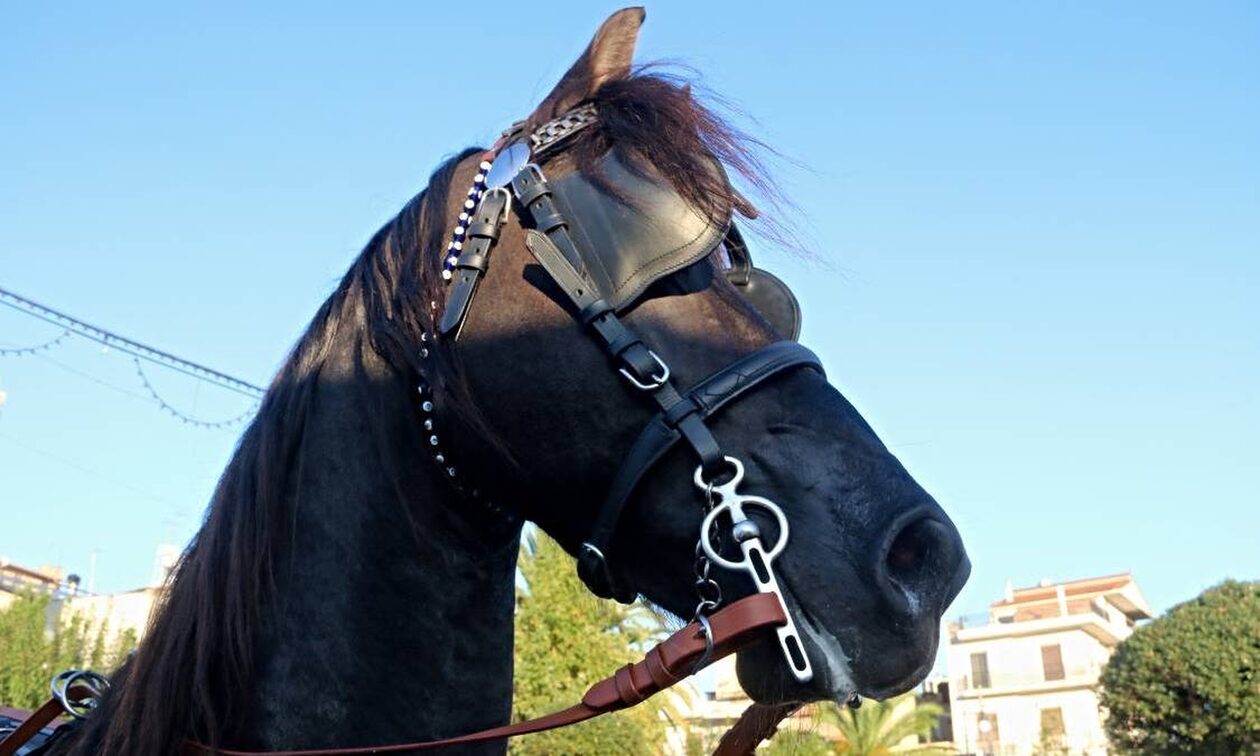 Άλογα… ξεχύθηκαν στην Εθνική Οδό Μουδανιών – Θεσσαλονίκης και προκάλεσαν κυκλοφοριακό πρόβλημα