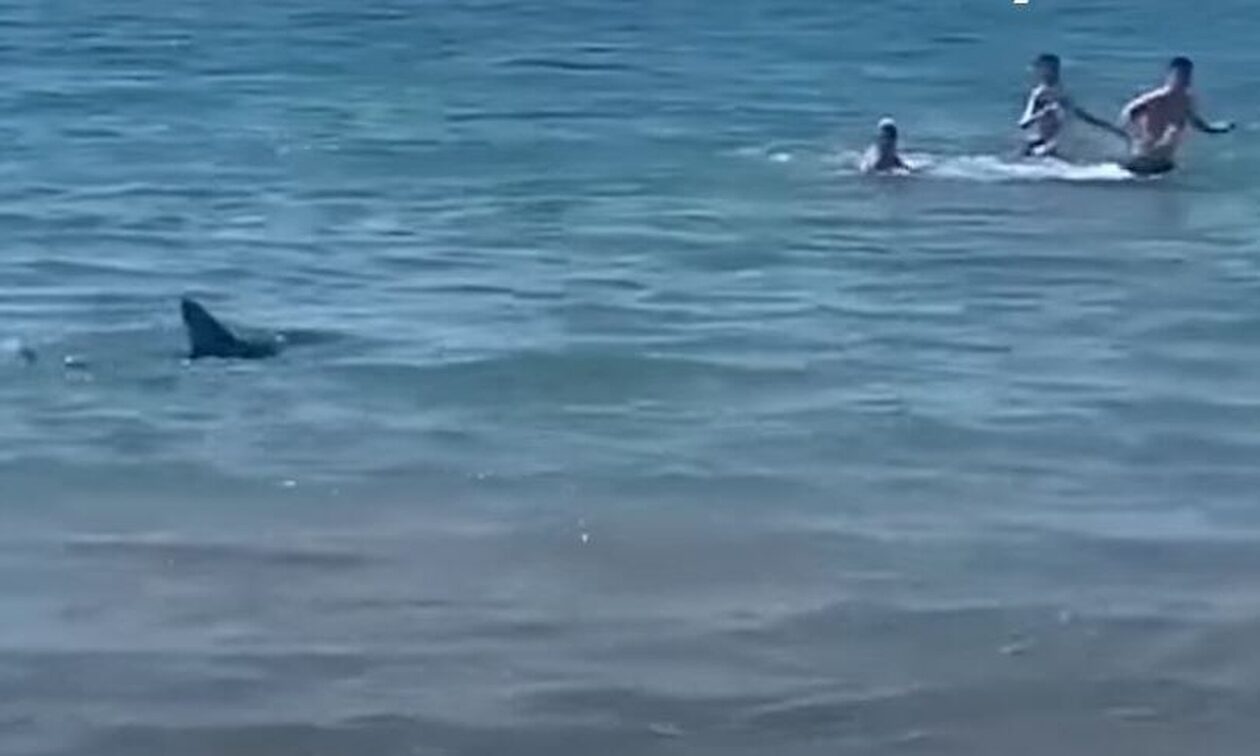 Τρόμος στην Ισπανία: Καρχαρίας κυνηγά λουόμενους σε παραλία στο Αλικάντε - Δείτε βίντεο