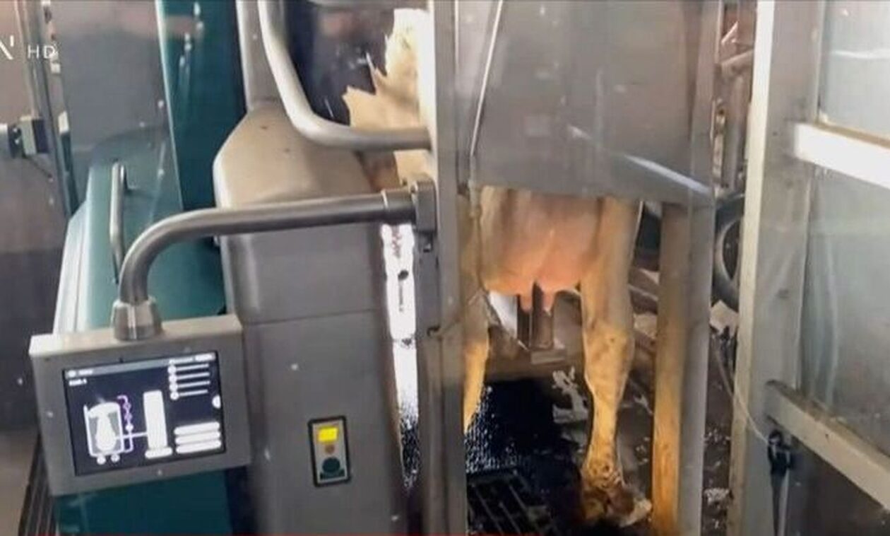 Σέρρες: Ρομπότ αρμέγει αγελάδες - Πώς λειτουργεί και αυξάνει την παραγωγή