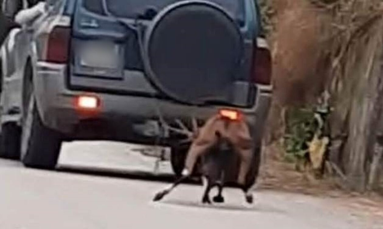 Ζάκυνθος: 63χρονος έσερνε κατσίκα με το αυτοκίνητό του - Πρόστιμο 30.000 για κακοποίηση ζώου