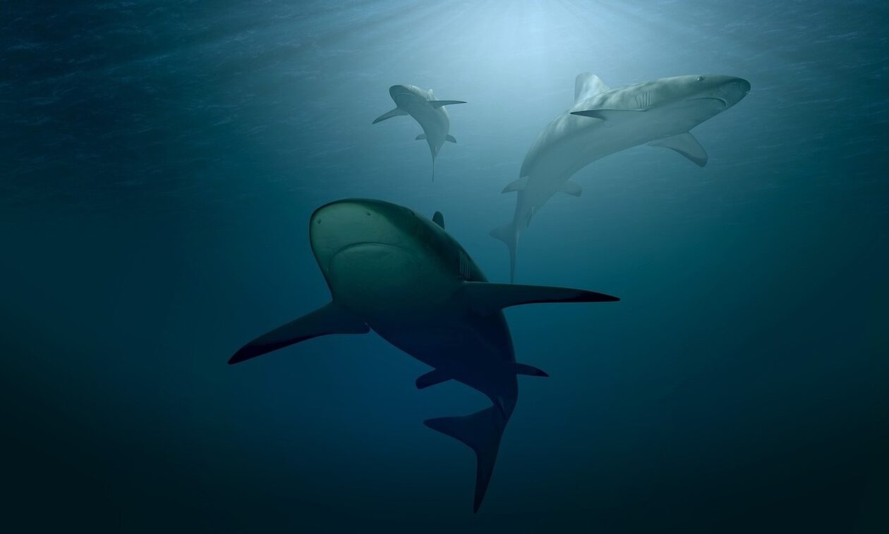 Netflix: Συνεργείο δέχτηκε επίθεση από καρχαρίες ενώ γύριζε ντοκιμαντέρ