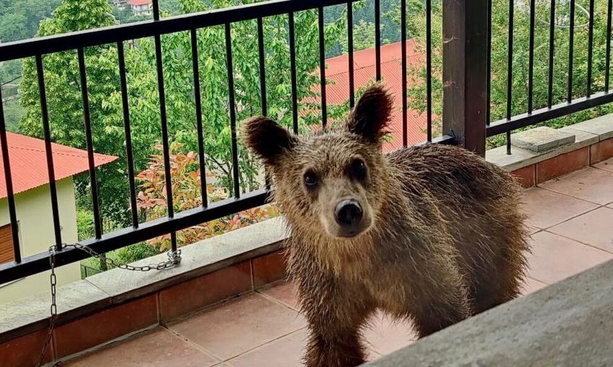 Απίστευτο περιστατικό στα Τρίκαλα:  Αρκουδάκι έφτασε σε μπαλκόνι σπιτιού στην Κρανιά