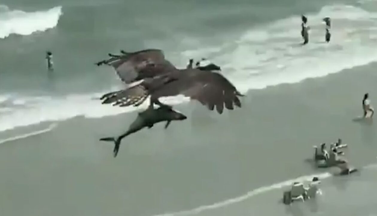 ΗΠΑ: Η στιγμή που αετός αρπάζει με τα νύχια του ψάρι από τη θάλασσα