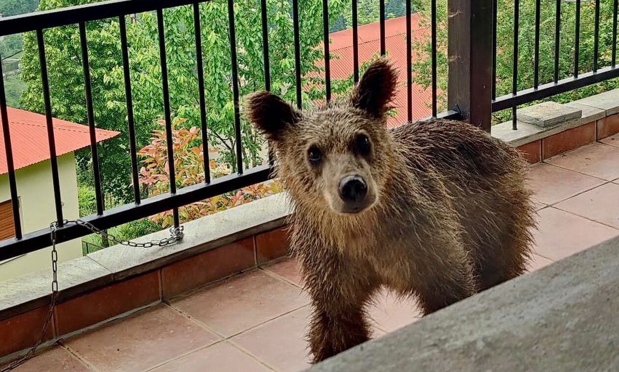 Κρανιά Ασπροποτάμου: Μικρή αρκούδα έψαχνε για τροφή και βρέθηκε σε βεράντα σπιτιού