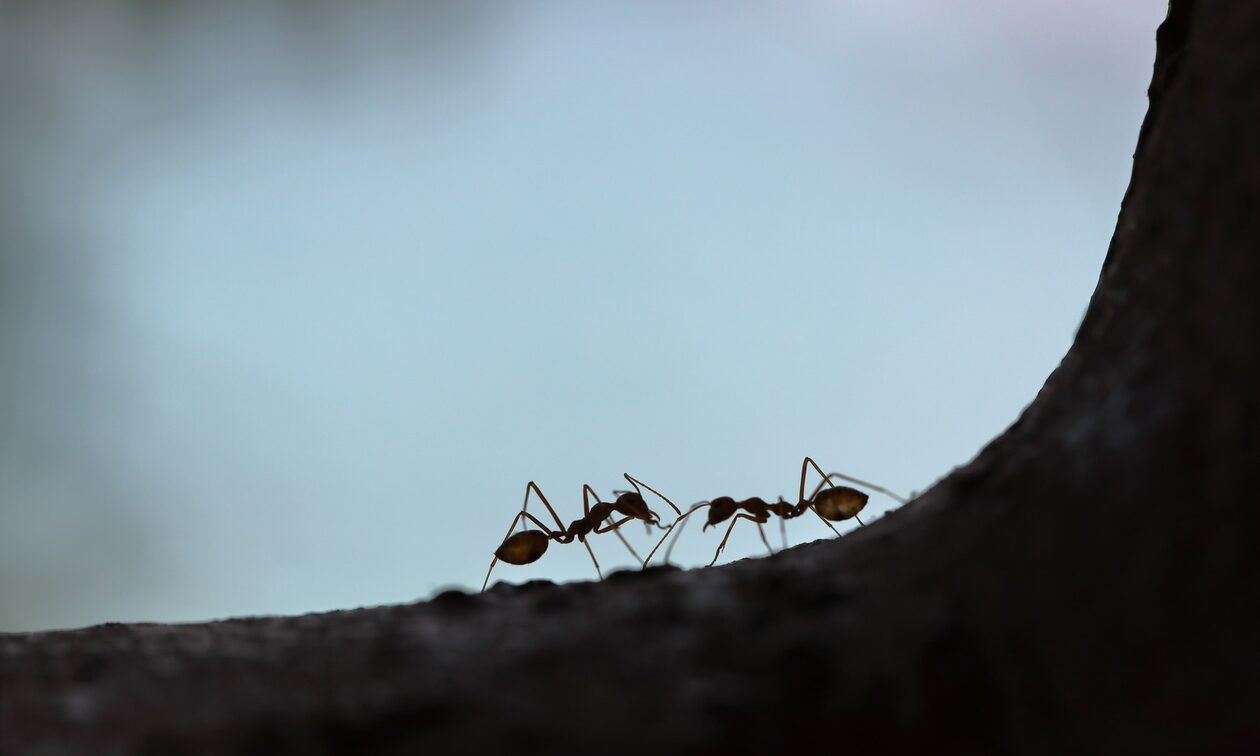 Μυρμήγκια συνευρέθηκαν ερωτικά και έγιναν η αιτία να μην λειτουργεί το ίντερνετ σε χωριό