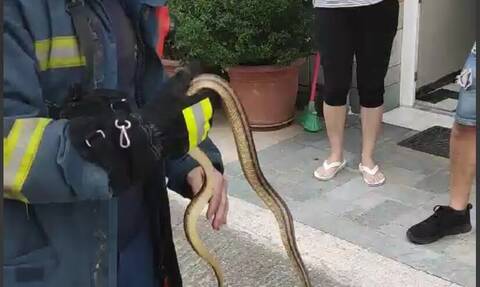 Λάρισα: Φίδι μπήκε σε αυλή σπιτιού – Τολμηρός Πυροσβέστης το έπιασε με τα χέρια του