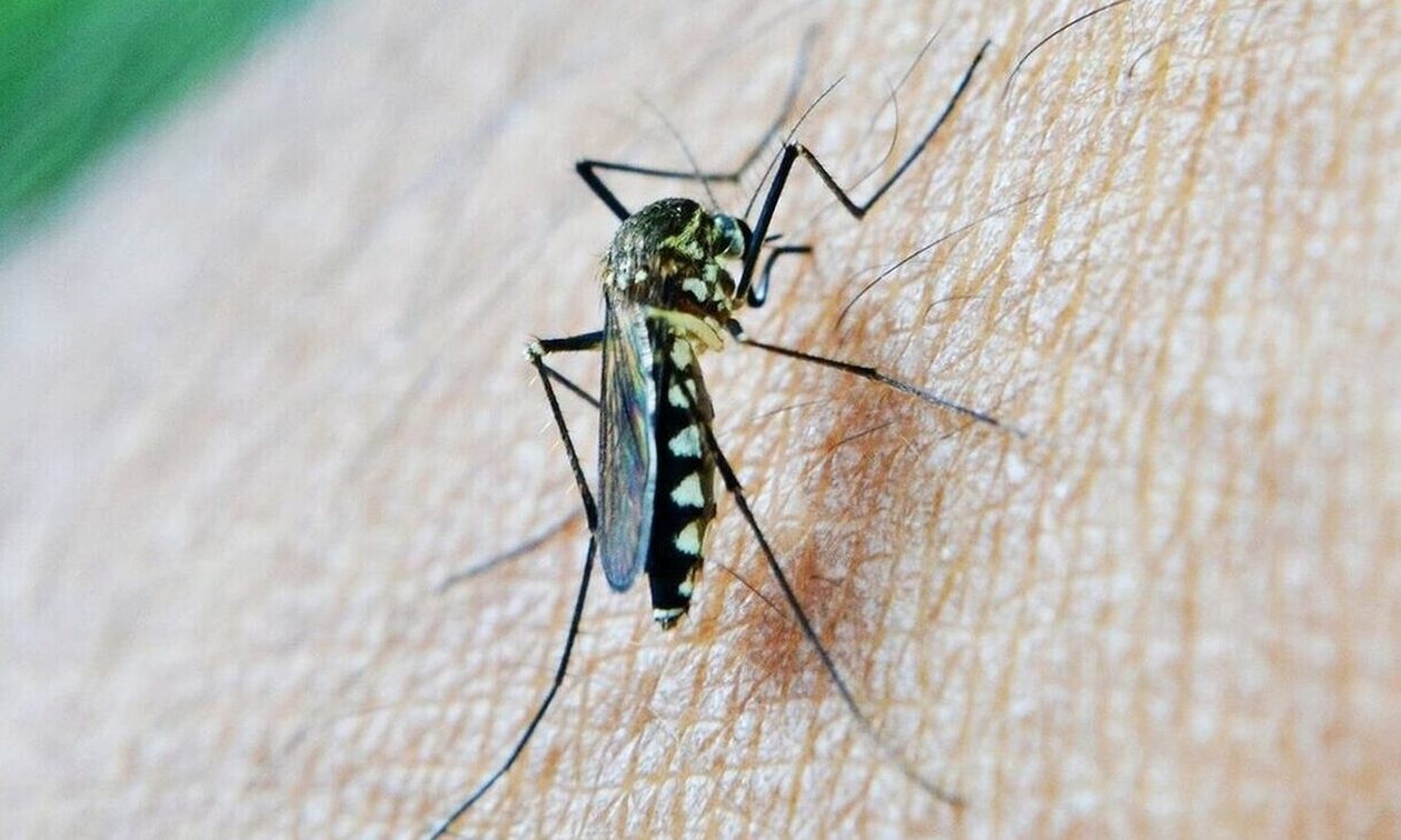«Καμπανάκι» από ECDC για τα κουνούπια: Αυξάνεται στην Ευρώπη ο κίνδυνος μετάδοσης ασθενειών
