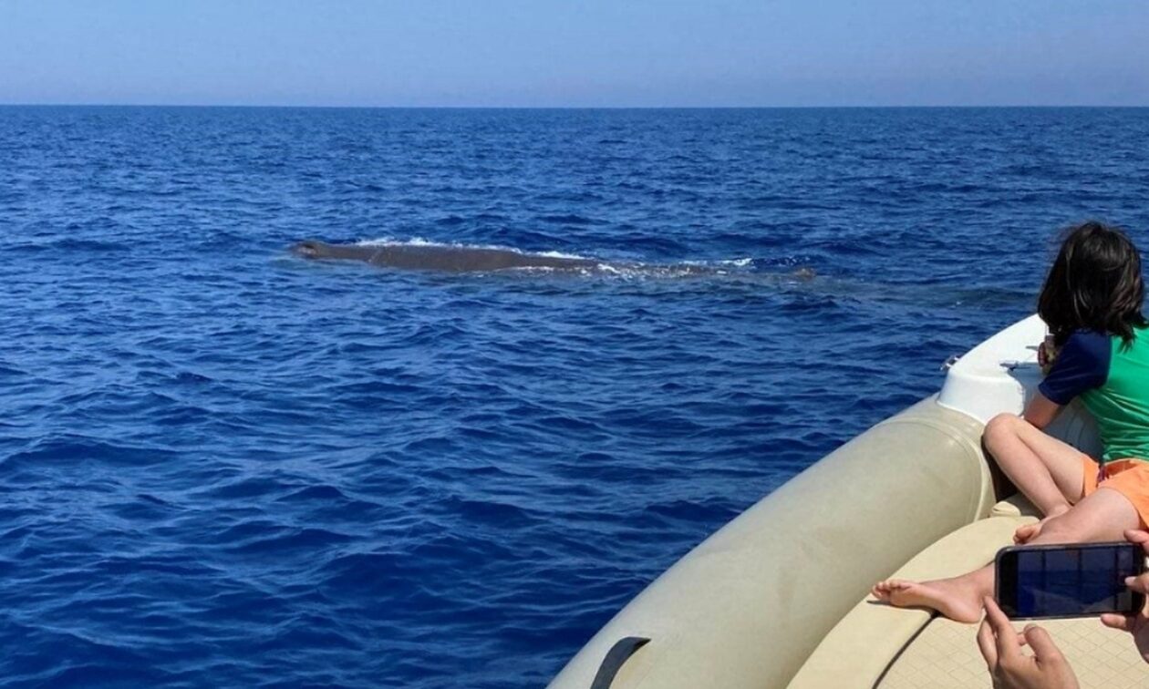 Σπάνιες εικόνες στην Κρήτη: Μια παιχνιδιάρα φάλαινα ξετρέλανε τους τουρίστες
