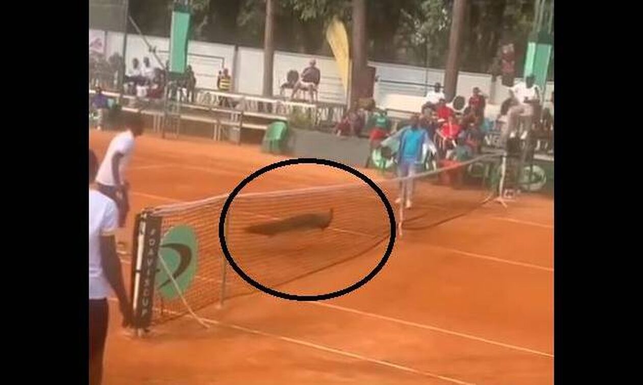 Τένις: Παγώνι «Τζίμι Τζαμπ» εισέβαλε στο court στο Κονγκό - Αιθιοπία | Έτρεχαν να το πιάσουν!
