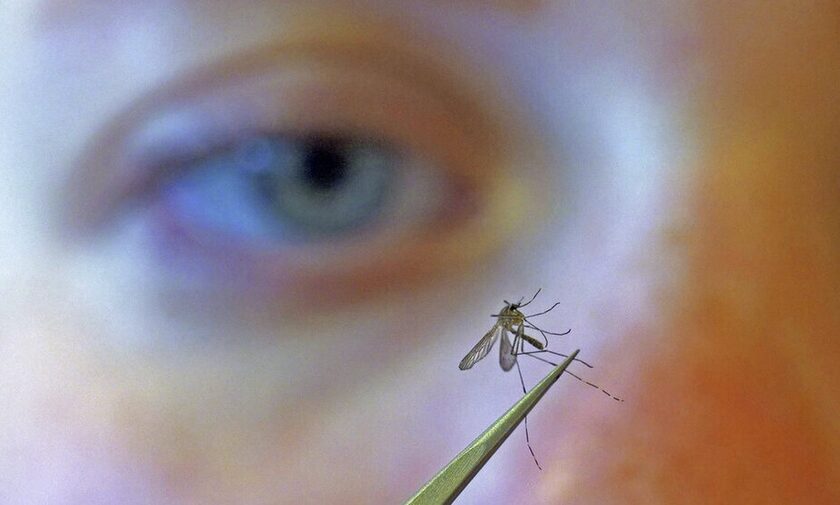 Kίνδυνος για την επιστροφή της ελονοσίας στην Ευρώπη