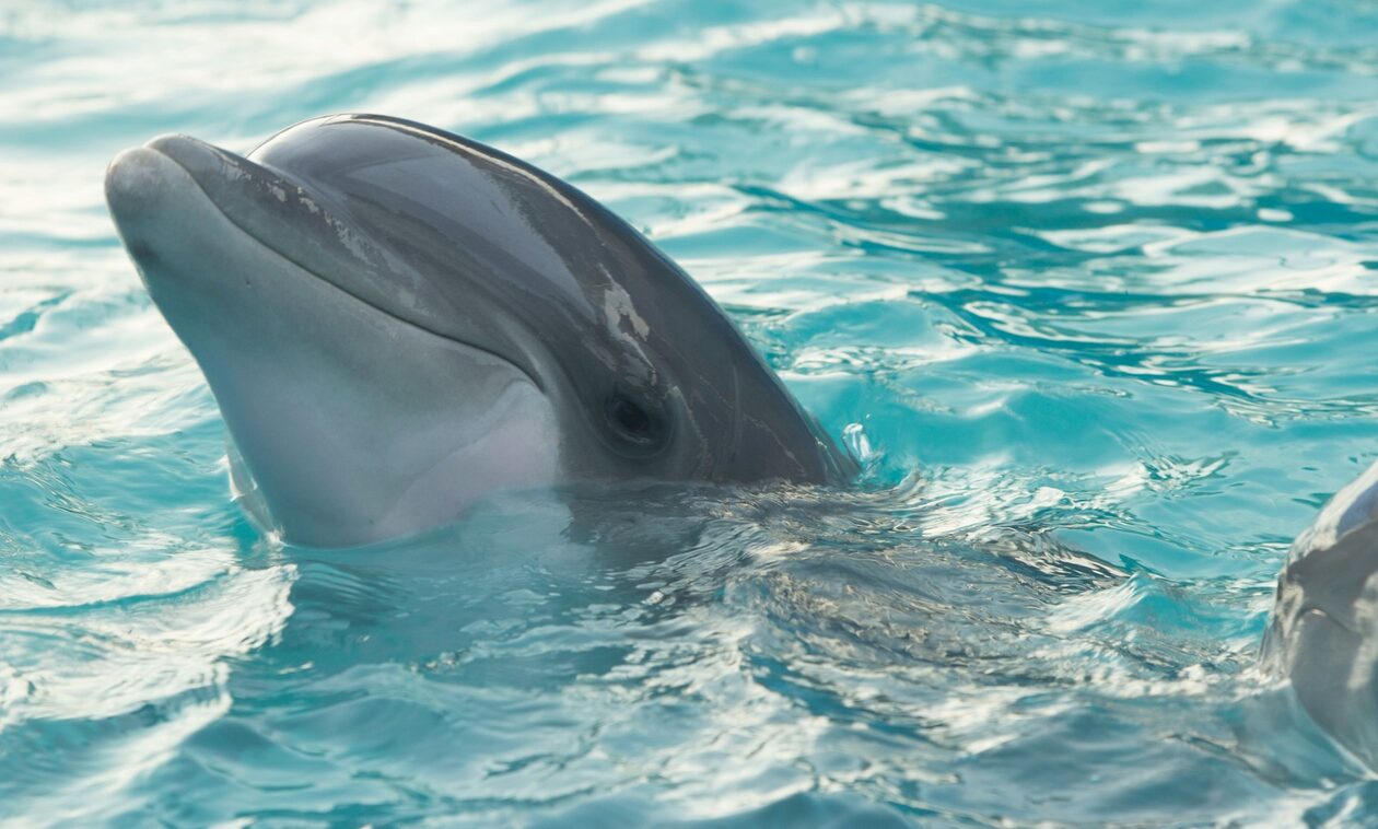 Ουκρανία: Οι Ρώσοι εκπαίδευσαν δελφίνια για να προστατεύουν τη βάση τους στη Σεβαστούπολη