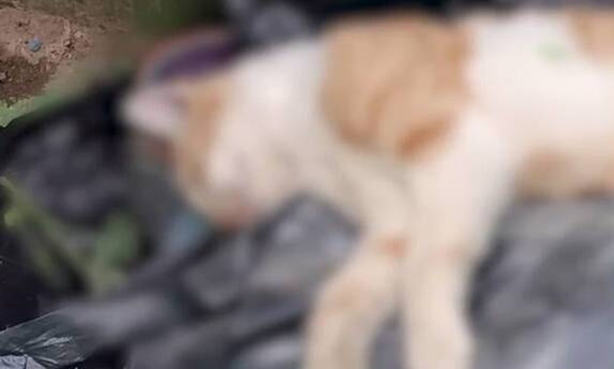 Κτηνωδία στο Μαρκόπουλο: Δεκάδες ζώα δολοφονημένα με φόλες - Παρέμβαση εισαγγελέα