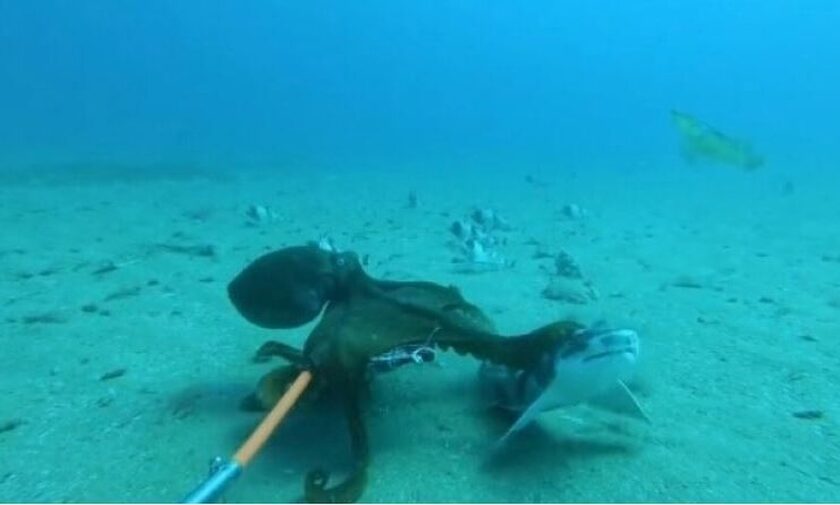 Η επική μάχη ανάμεσα σε ένα χταπόδι και ένα μικρό καρχαρία - Δείτε βίντεο