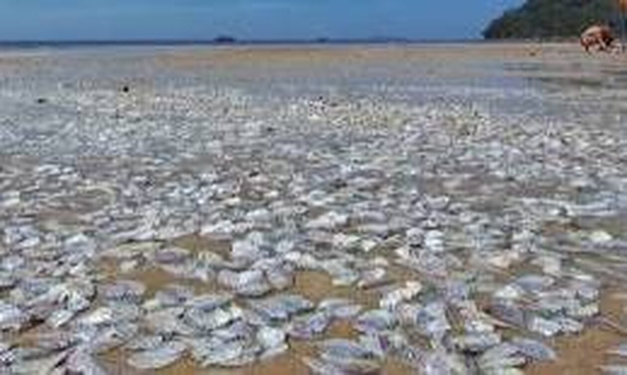 Ταϊλάνδη: Χιλιάδες νεκρά ψάρια ξεβράστηκαν σε παραλία
